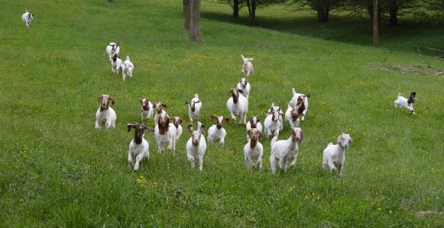 3140_flying_goats_may_11.jpg