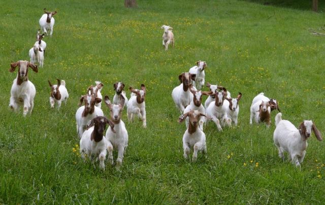 3140_flying_goats_may_12.jpg