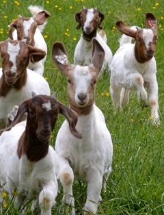 3140_flying_goats_may_13b.jpg