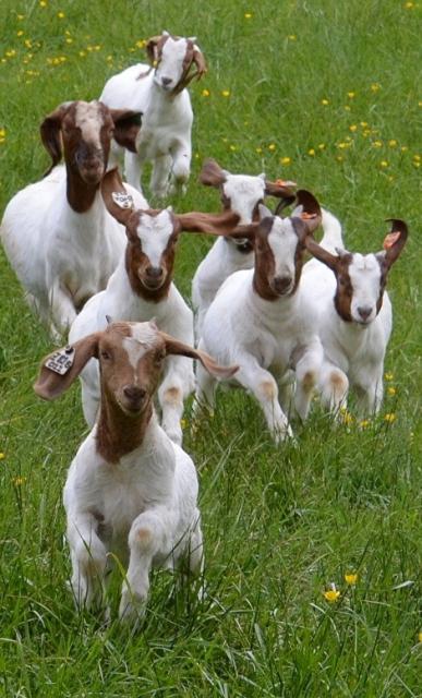 3140_flying_goats_may_14.jpg