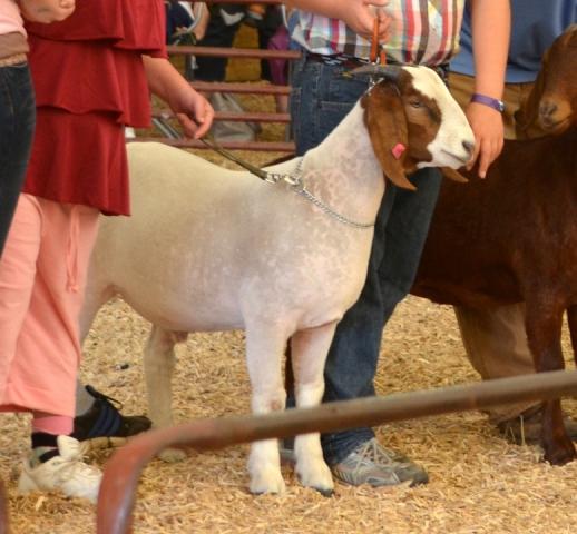 3140_showing_goats_20121.jpg