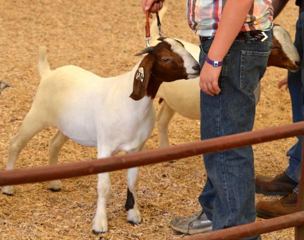 3140_showing_goats_20124.jpg