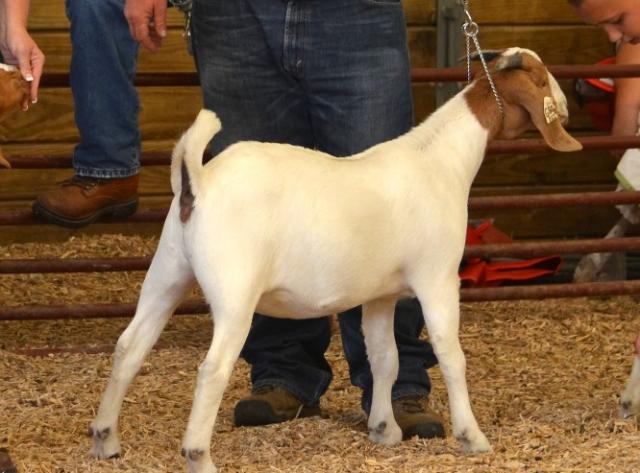 3140_showing_goats_20125.jpg