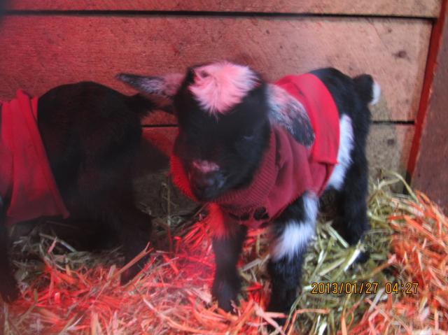 3141_baby_goats_011.jpg