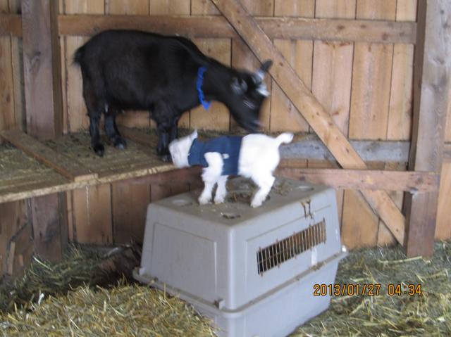 3141_baby_goats_018.jpg