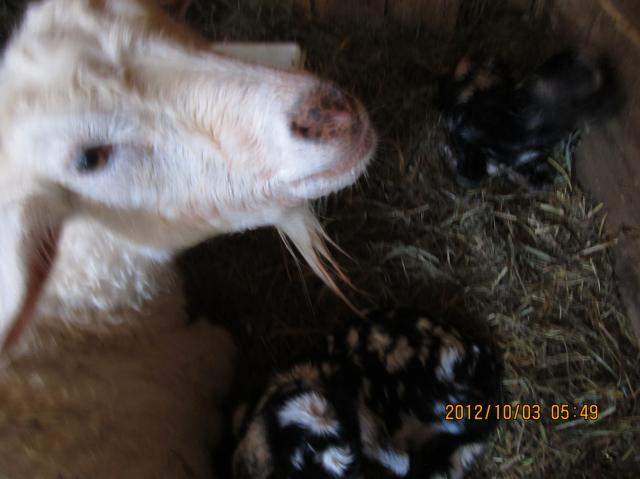 3141_new_baby_goats_017.jpg