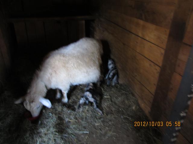 3141_new_baby_goats_018.jpg