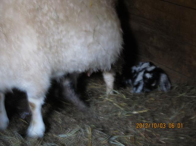 3141_new_baby_goats_019.jpg