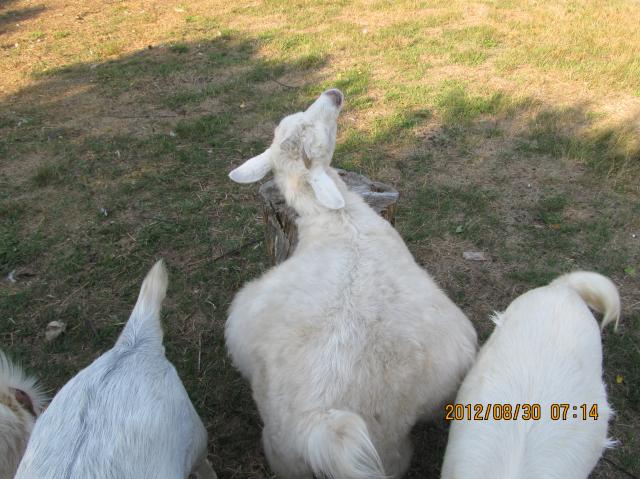 3141_pregnant_goats_007.jpg