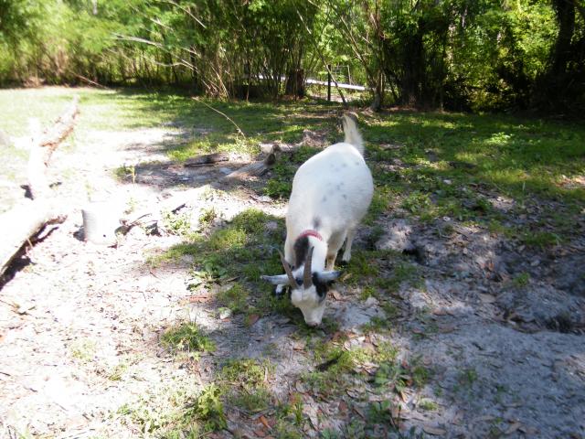 3185_goats_002.jpg