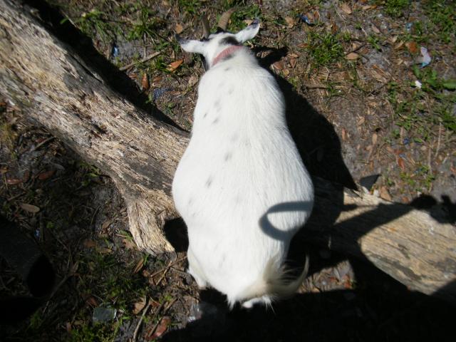 3185_goats_003.jpg