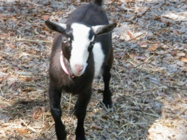 3185_goats_013.jpg