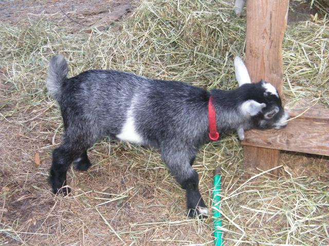 3185_goats_049.jpg