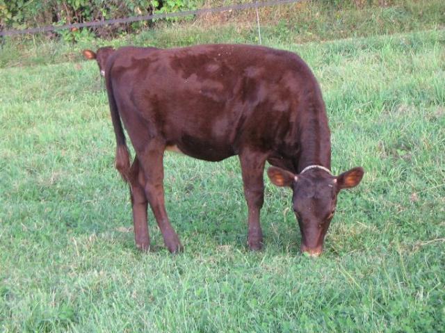 323_asisept_2009_calves_003.jpg