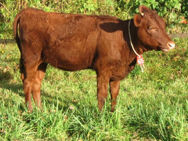 323_asisept_2009_calves_006.jpg