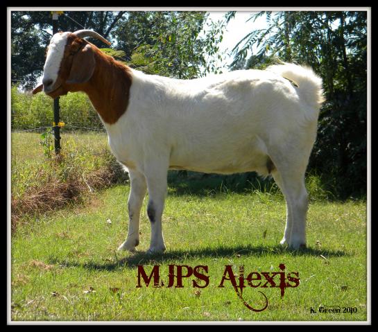 327_mjps_alexis_1.jpg