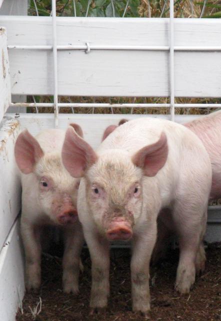 3338_pair_of_pigs.jpg