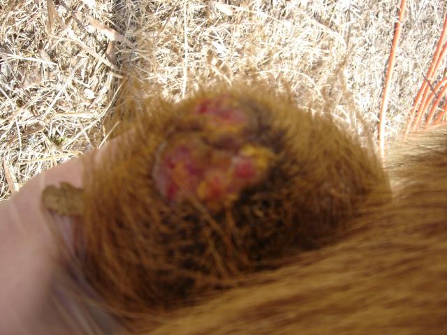 scrotum wart buck goats growths backyardherds sheep