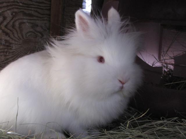 Ruby eyed best sale white lionhead rabbit