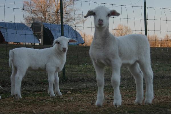 3472_ewes_and_lambs_2-22-11_043_copy.jpg