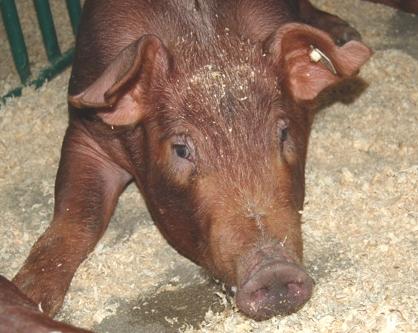 3525_duroc.jpg