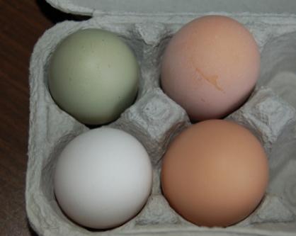 3525_eggs01-20-12.jpg