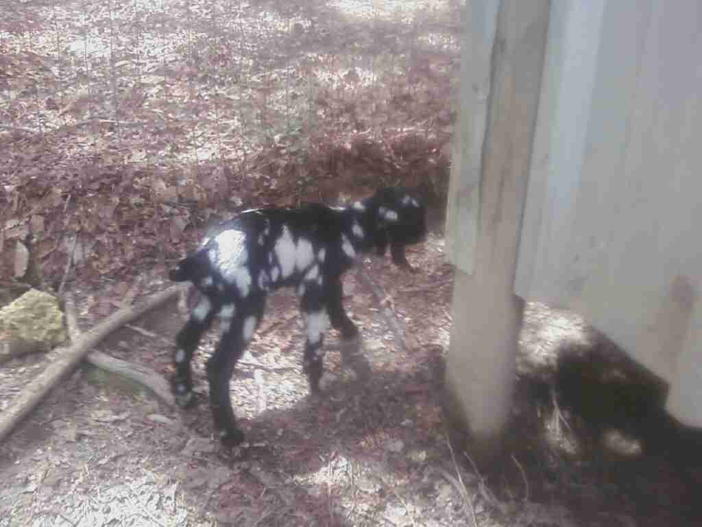 3545_baby_goat.jpg