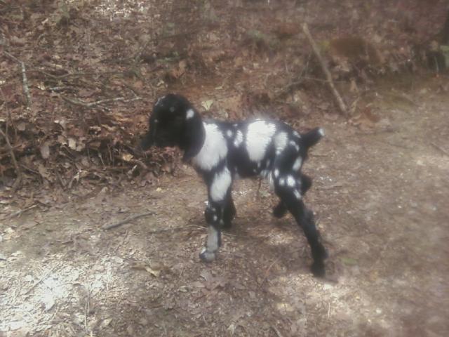 3545_baby_goat_2.jpg