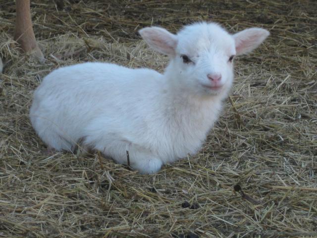 3687_2011-12-29_sheep_009.jpg