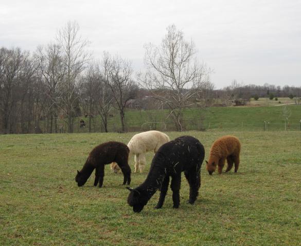 3734_march23alpacachicken_002.jpg