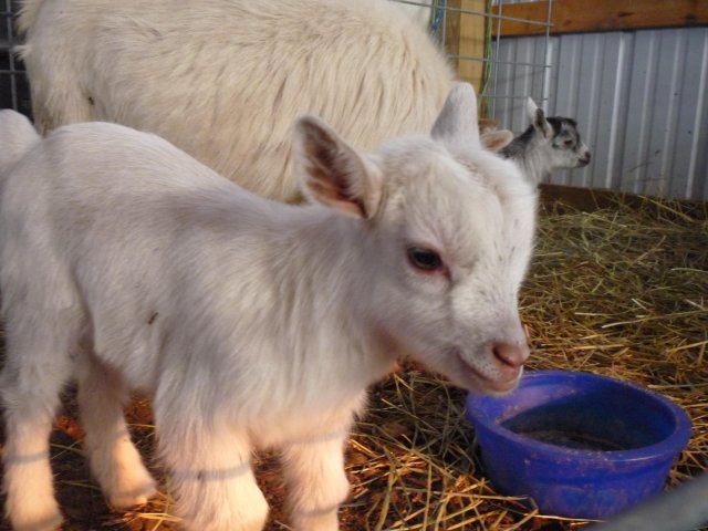 Please post all those cute goat pics here!  BackYardHerds - Goats, Horses,  Sheep, Pigs & more