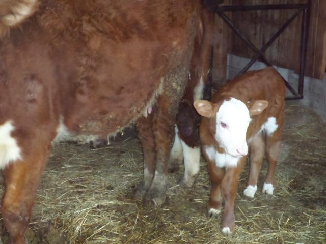 4090_bull_calf_april_of_thirteen.jpg