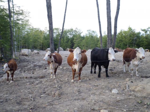 4090_cows_line_up.jpg