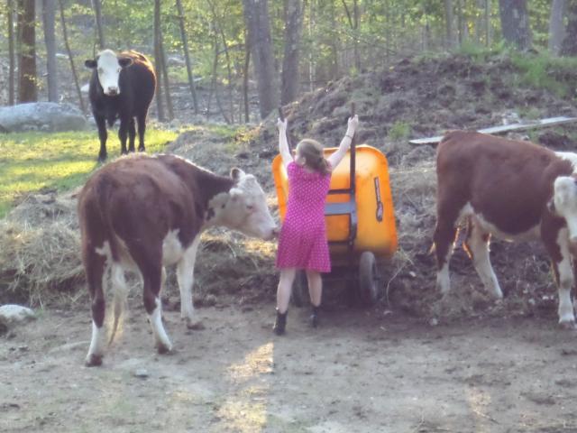 4090_em_with_cows.jpg