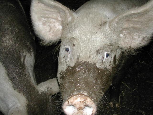 4090_pig_hello_0717.jpg