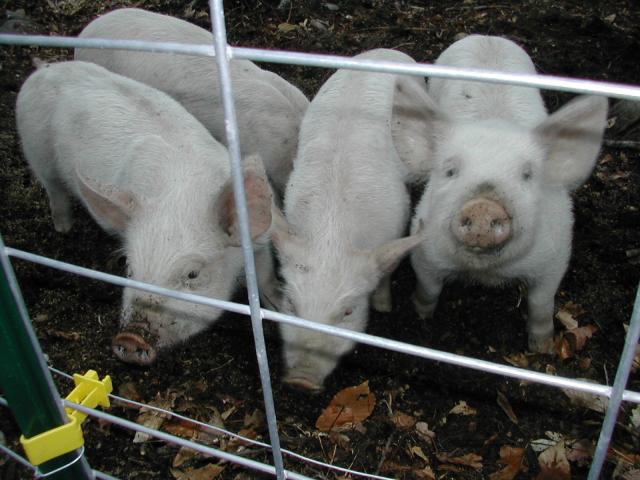 4090_pig_snout.jpg