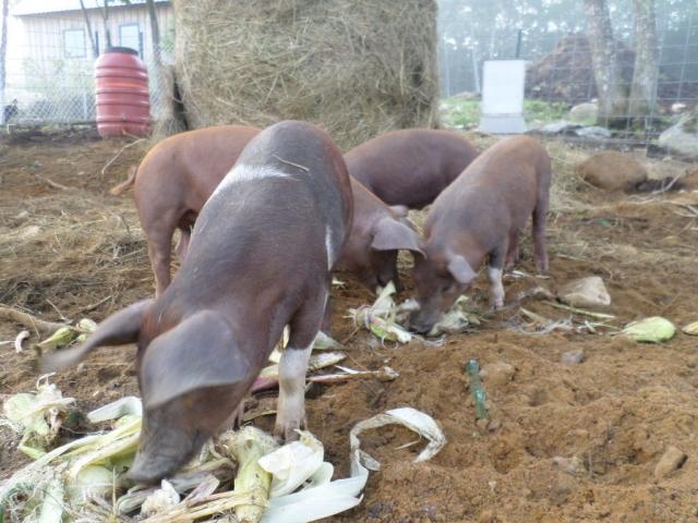 4090_pigs_eating_corn.jpg