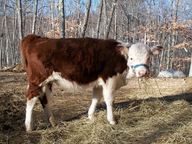 4090_reba_eating_hay_ii.jpg