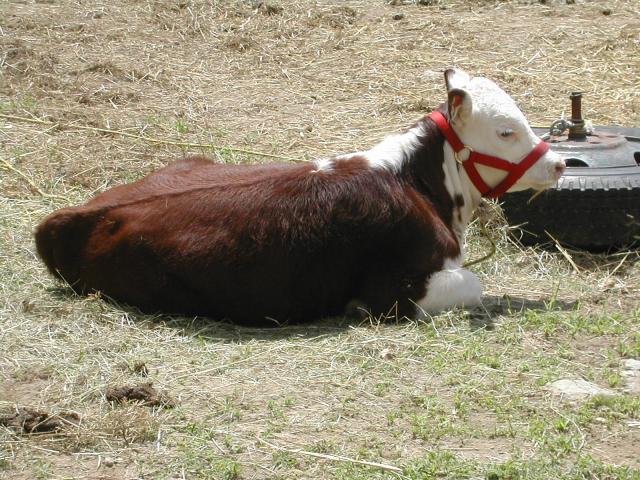 4090_reba_laying_outside.jpg