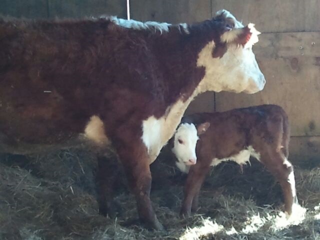 4090_yorkie_and_calf_april_seventeenth.jpg