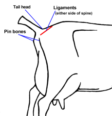 4124_ligaments.gif