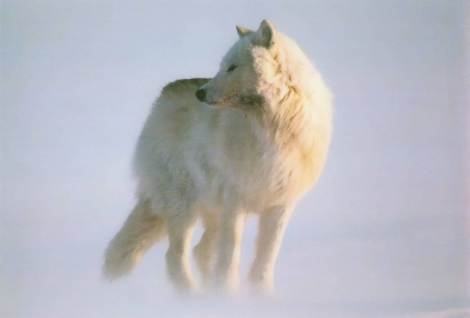 4522_white-wolf2.jpg