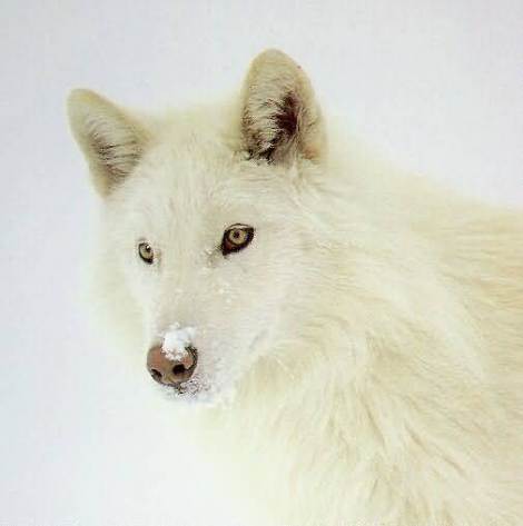 4522_wolf-head-first-nations-photo.jpg