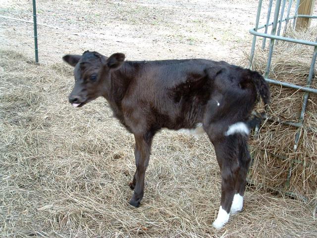 4691_calf_day_5.jpg