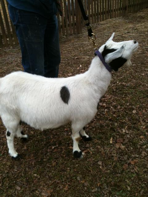 4738_new_goats_and_puppies_021.jpg