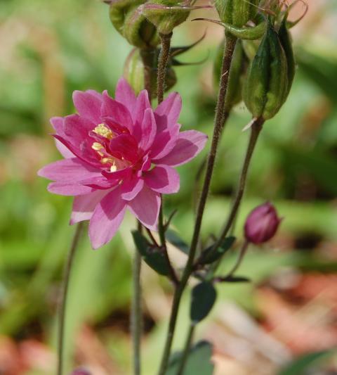 4775_columbine.jpg