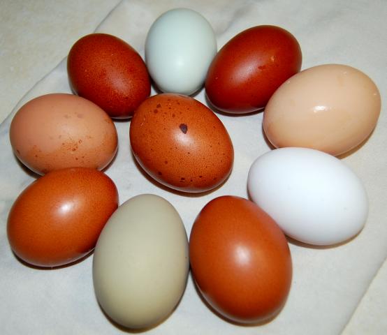 4775_eggs.jpg