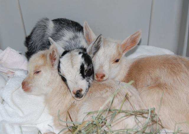 4775_goatbabies.jpg