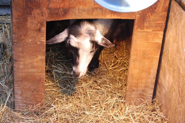 4775_goats_046.jpg