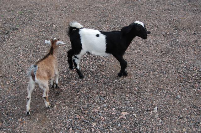 4775_goats_118.jpg